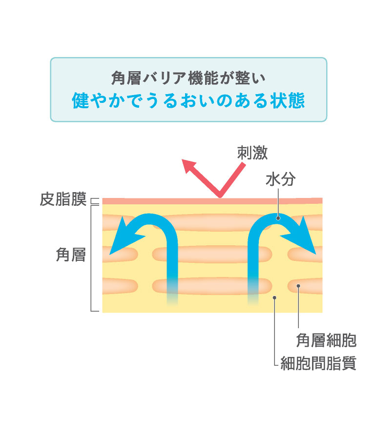 うるおいのある肌と、乾燥を繰り返す肌の違いのイメージ