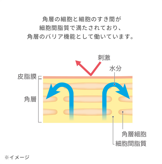 うるおいのある肌のイメージ