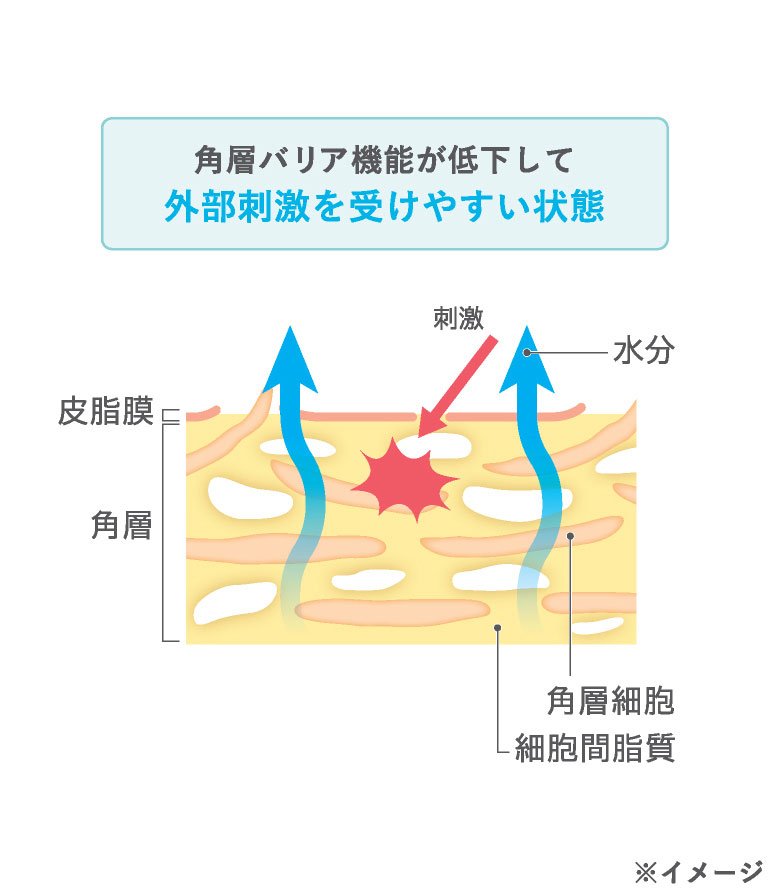 うるおいのある肌と、乾燥を繰り返す肌の違いのイメージ