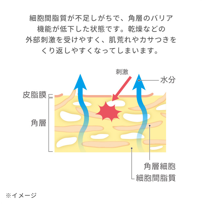 乾燥を繰り返す肌のイメージ