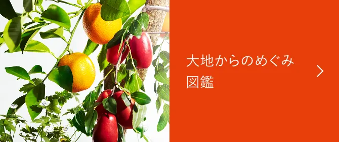 大地からのめぐみ図鑑