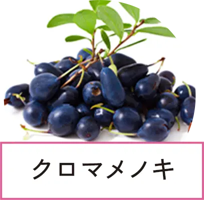 クロマメノキ