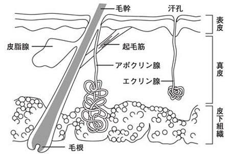 2種類の汗腺のイメージ図