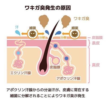 ワキガ臭発生の原因の解説図