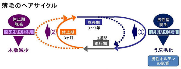 ヘアサイクルと薄毛の関係って?
