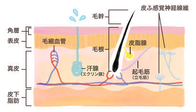 「皮膚」の構造とは?