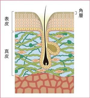 【原因① 加齢】毛穴のたるみが気になる肌の状態とは?