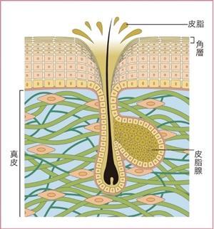 【原因② 皮脂】皮脂毛穴が気になる肌の状態とは?