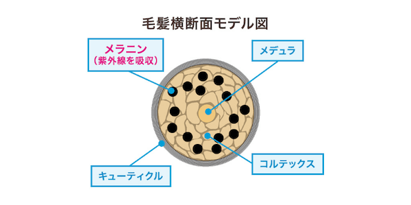 240708_hairUV_03.png